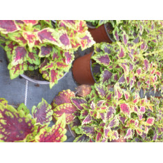 Annuel coleus