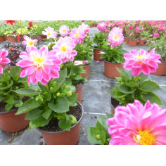 Annuel dalhia rose