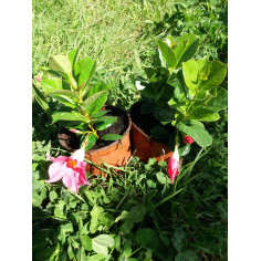 Annuel dipladénia rose p
