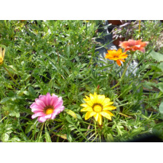 Annuel gazania en mélange
