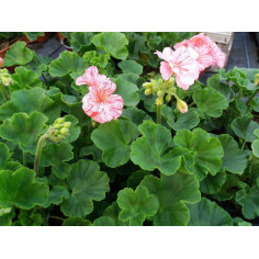 Annuel géranium zonal mix classique
