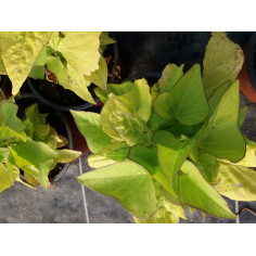 Annuel ipomée vert anis