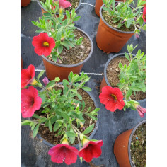Annuel million bells rose fushia à bord rose