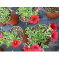 Annuel million bells rouge