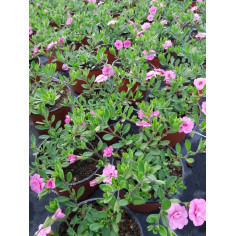 Annuel million bells rose et blanc double