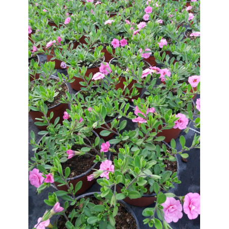 Annuel million bells rose et blanc double