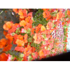 Annuel némésia rose orangé