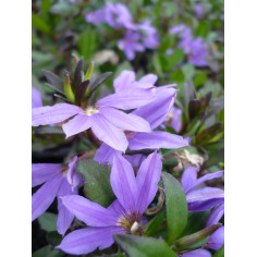 Annuel scavéola bleu
