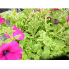 Annuel surfinia purple