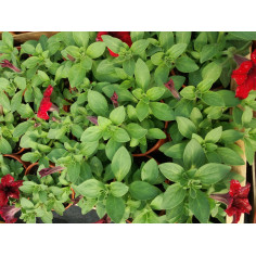 Annuel surfinia rouge