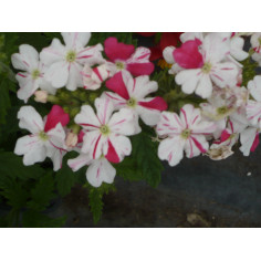 Annuel verveine rose soutenu et blanc