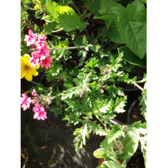 Annuel verveine rose