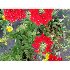 Annuel verveine rouge