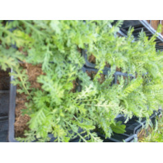 Aromatique aneth