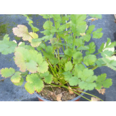 Aromatique coriandre