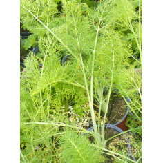 Aromatique fenouil