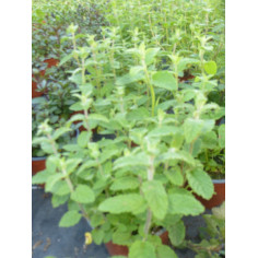 Aromatique menthe fraise