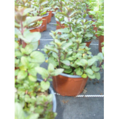 Aromatique menthe chocolat