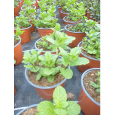 Aromatique menthe douce mojito