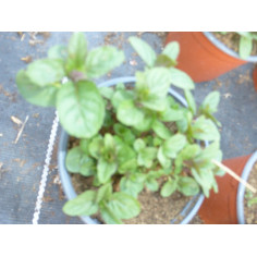 Aromatique menthe très poivrée todd