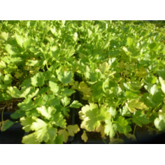 Aromatique persil plat