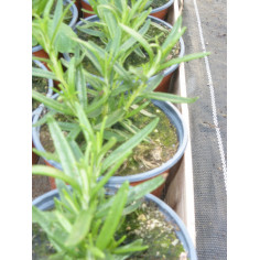 Aromatique romarin