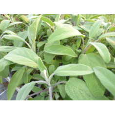 Aromatique sauge