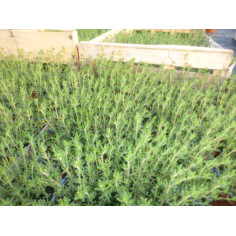Aromatique thym citron
