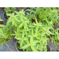 Aromatique verveine citronnée