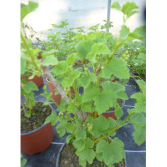 Petit fruit groseiller rouge