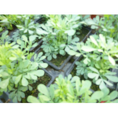 Plante utile au potager rue