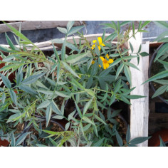 Plante utile au potager tagetes