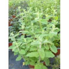 Plante utile géranium odorant