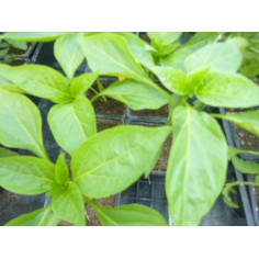 Potager poivron lamuyo vert
