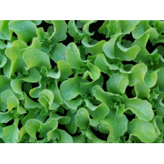 Potager salade batavia verte