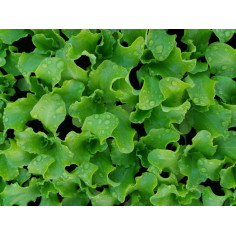 Potager salade laitue verte