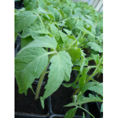 Potager tomate cornue des andes
