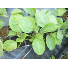 Potager tomate noire de crimée