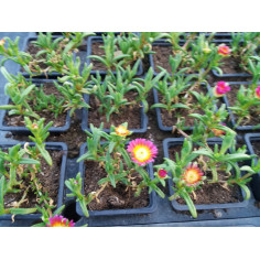 Vivace delosporma rose grosses fleurs