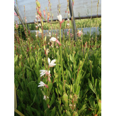 Vivace gaura blanc p