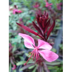 Vivace gaura rose compact g