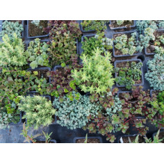 Vivace sedum mix de 3 variétés