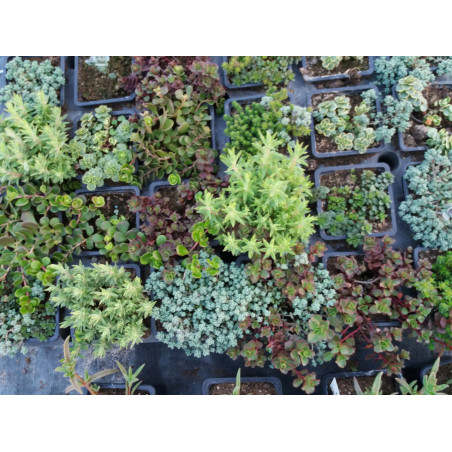 Vivace sedum mix de 3 variétés