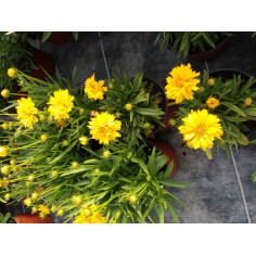 Vivace coréopsis jaune d'or