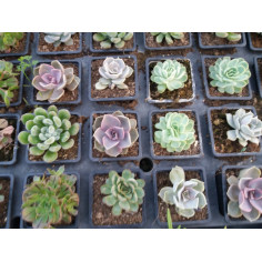 Vivace echeveria mix de 3x2 variétés