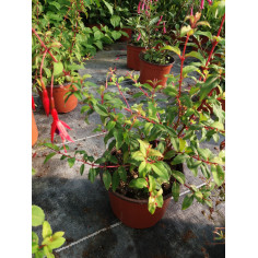 Vivace fushia ricartonii