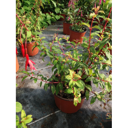 Vivace fushia ricartonii
