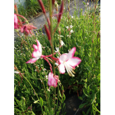 Vivace gaura rose et blanc p