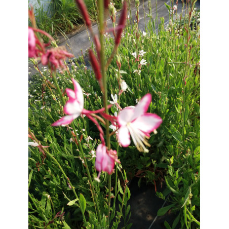 Vivace gaura rose et blanc p
