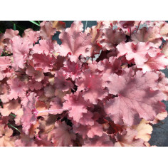 Vivace heuchera orangé